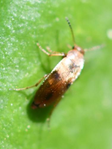 Réf. 300 654 : Anaspis maculata